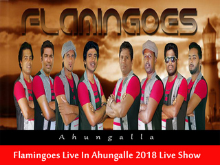 Flamingoes Live in Ahungalle 2018 Live Show Image